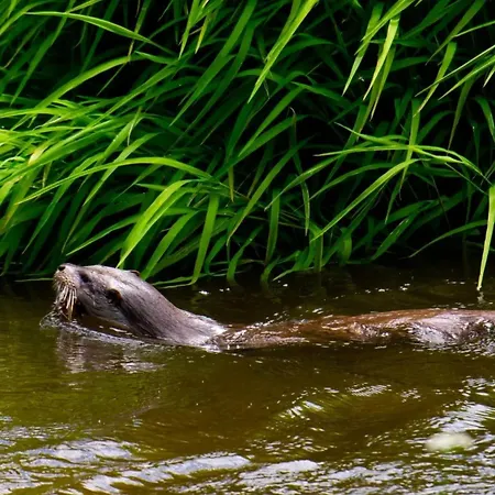 Hétvégi ház Arroal *